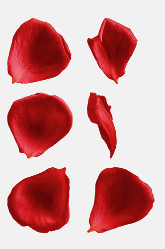 大气红色花瓣玫瑰花免抠元素