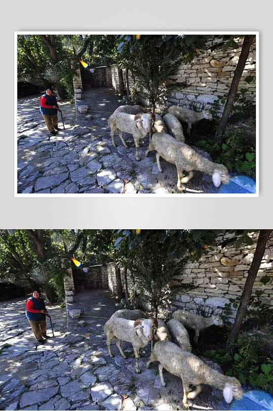 高清山羊农村图片