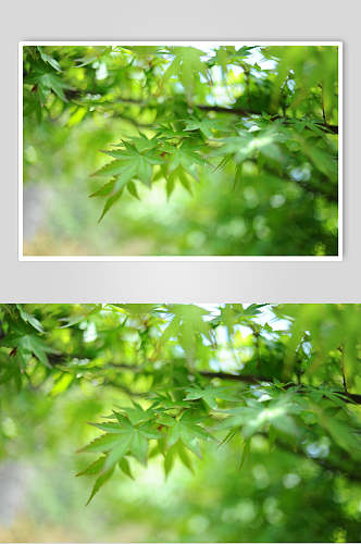 树叶莫干山裸心谷度假村民宿图片 植物摄影图
