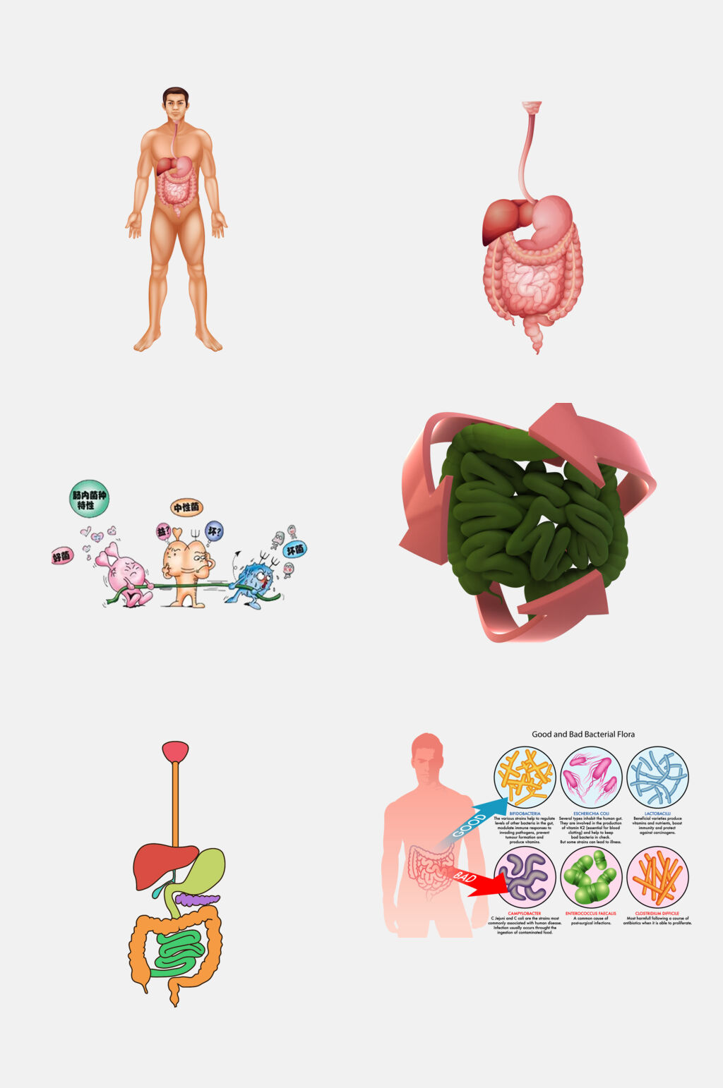 消化系统海报儿童图片