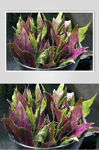 紫贝菜食物高清图片