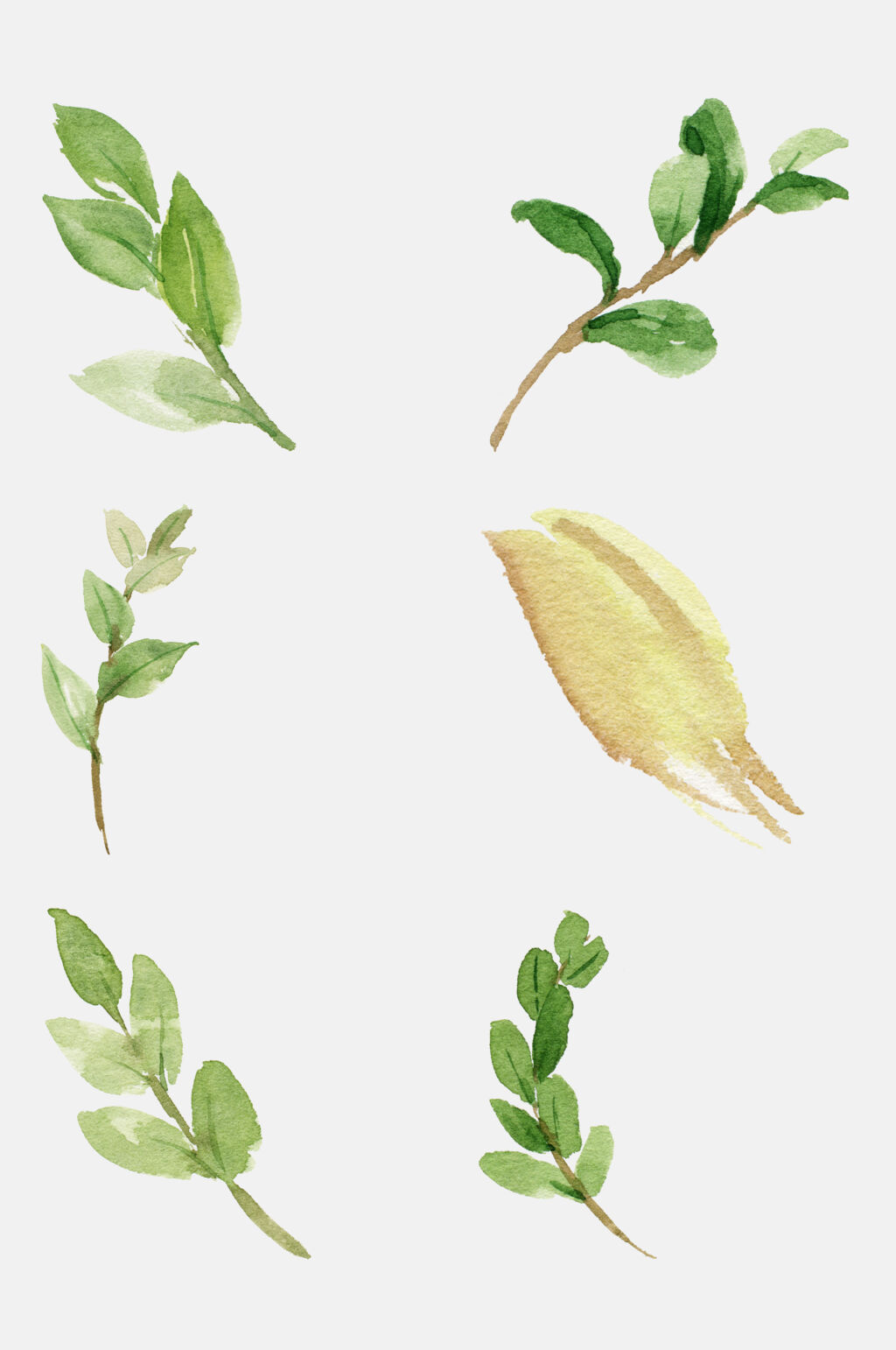 清新水彩植物花卉叶子免抠元素素材
