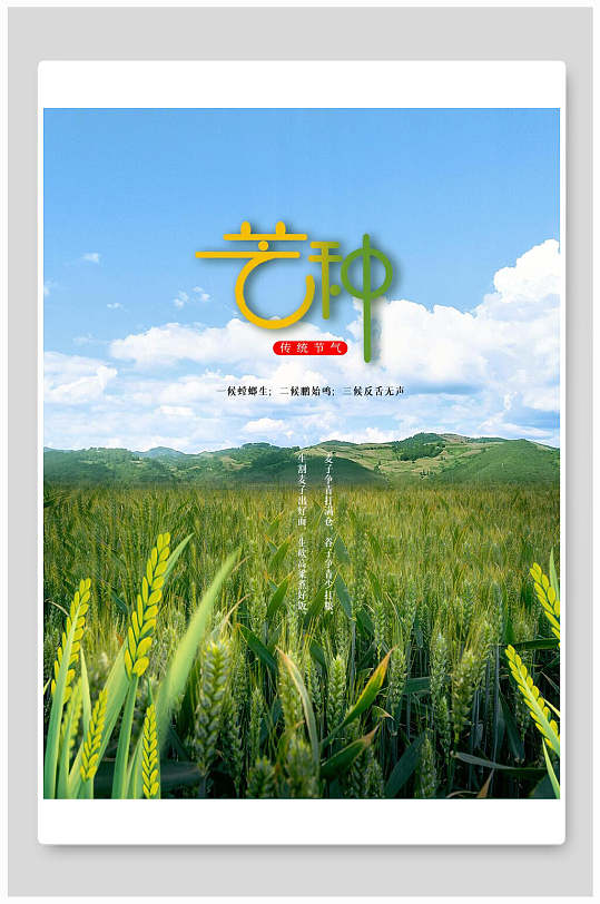 稻田芒种中国节气宣传海报
