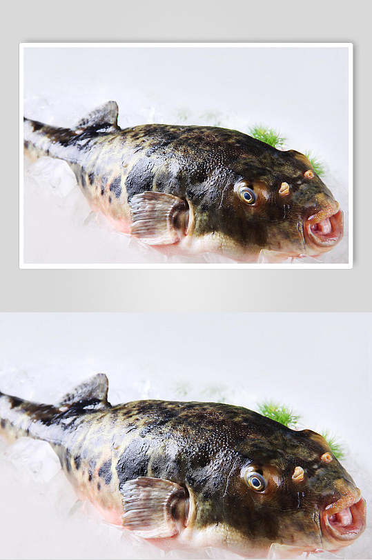 高清河豚鱼类摄影图