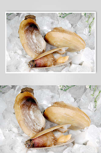 冰镇精品牡蛎蛤蜊生蚝图片