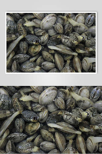 牡蛎蛤蜊生蚝图片