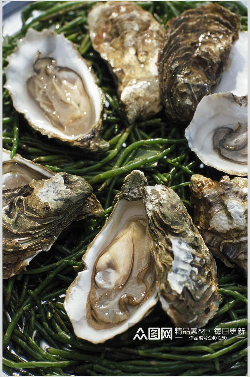 新鲜海鲜牡蛎蛤蜊生蚝图片素材