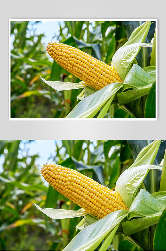 玉米苗玉米棒玉米粒食品图片