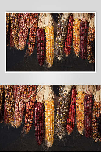 干玉米棒玉米粒食品图片