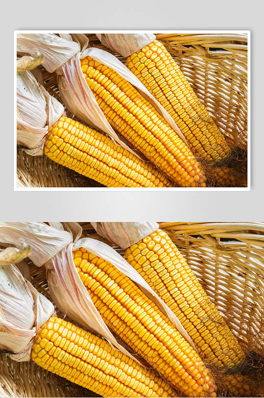 精选玉米棒玉米粒食品图片