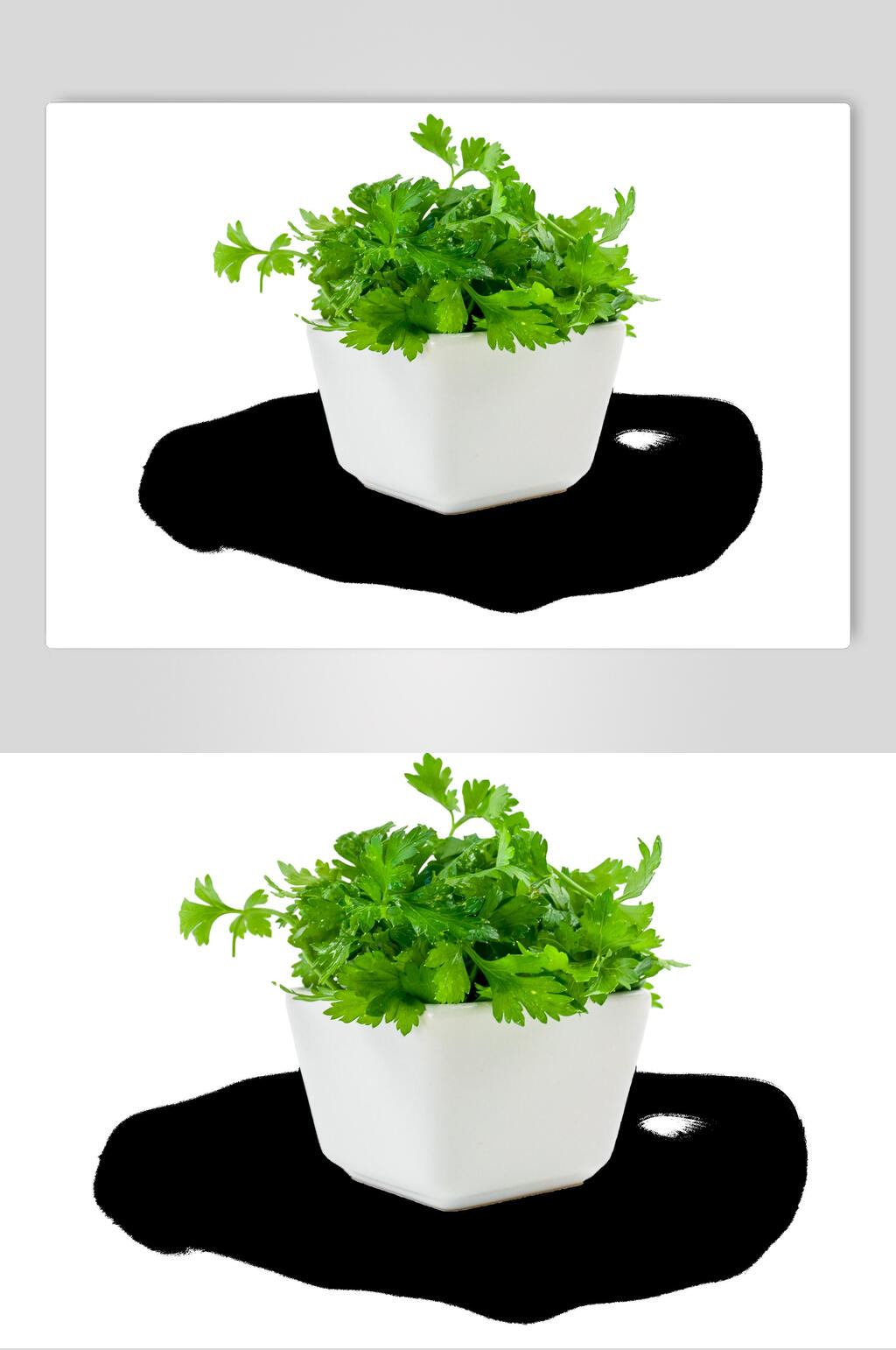 简约香菜蔬果素材素材