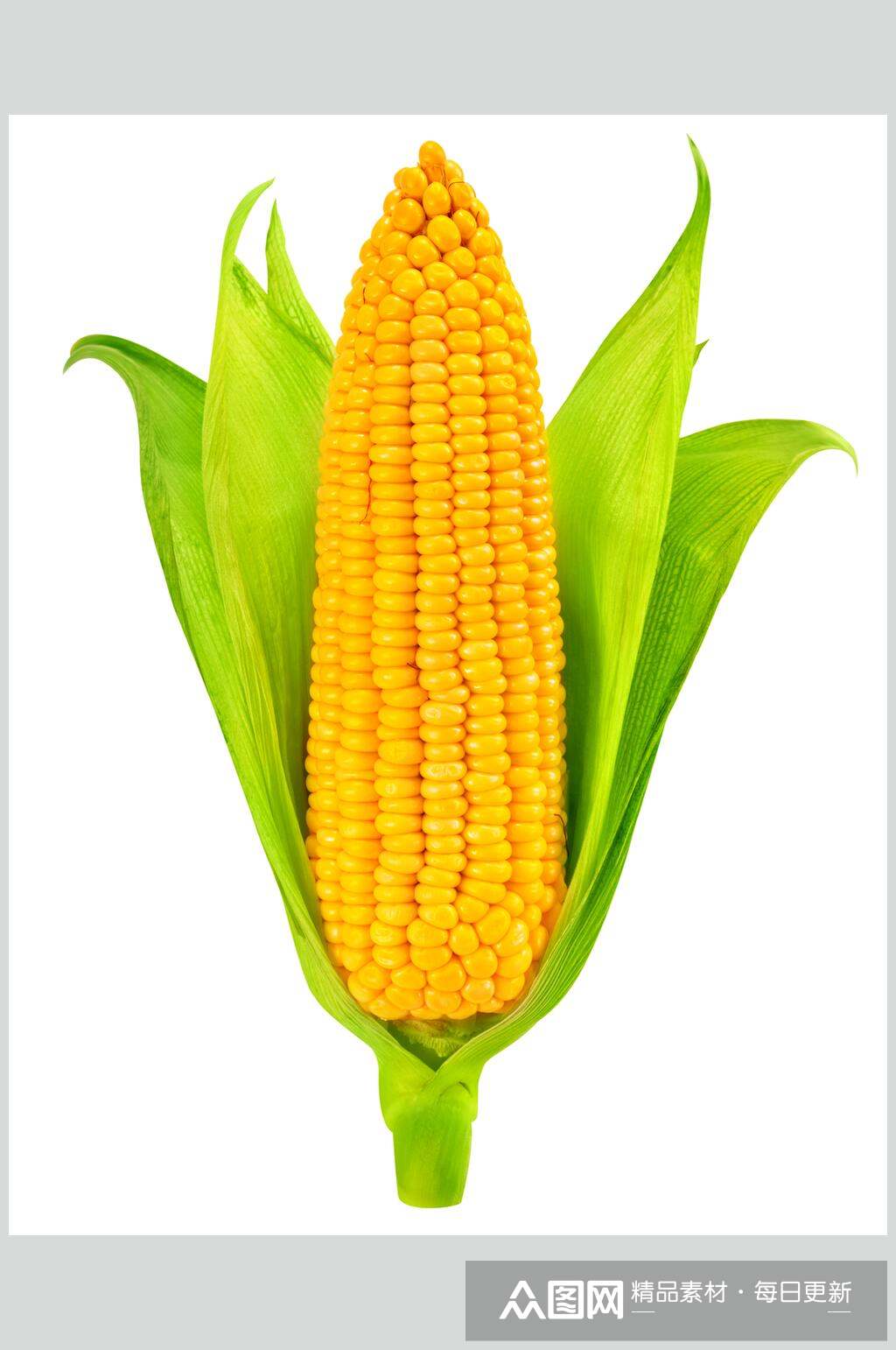 优质饱满玉米棒玉米粒食品图片