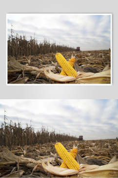 田园风玉米棒玉米粒食品图片