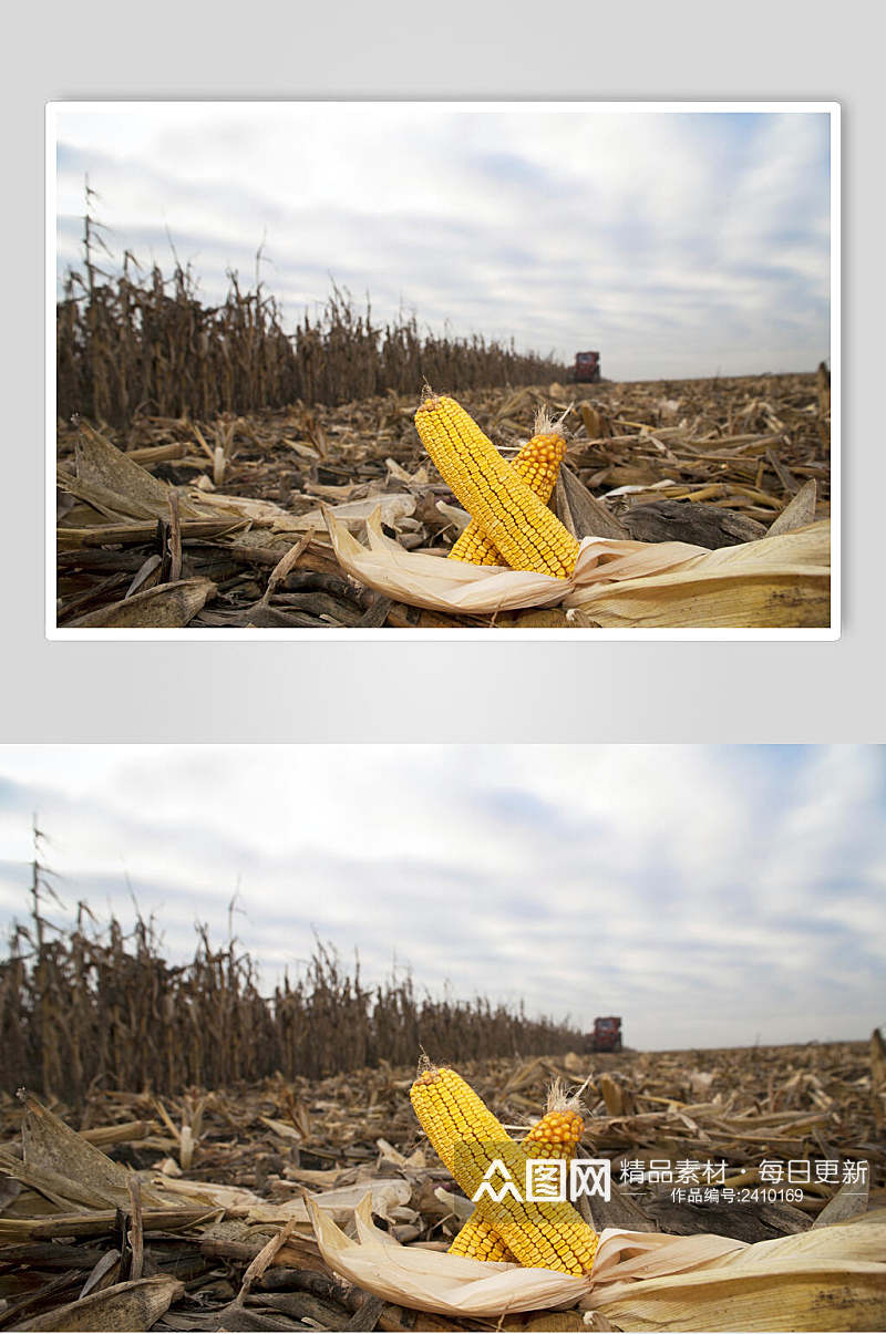 田园风玉米棒玉米粒食品图片素材