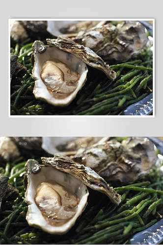 新鲜美味牡蛎蛤蜊生蚝食品图片