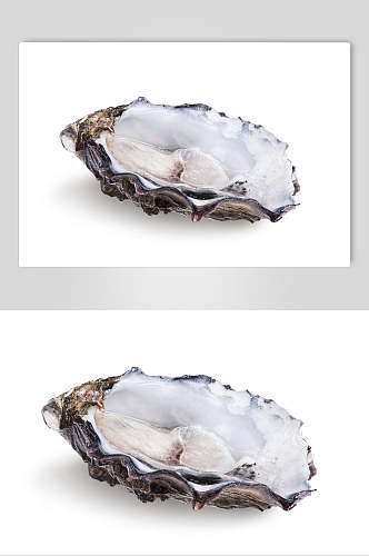 白底牡蛎蛤蜊生蚝食品图片