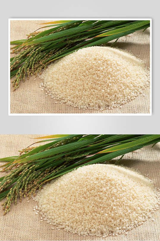 水稻大米稻米图片