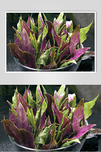 新鲜紫贝菜食物图片