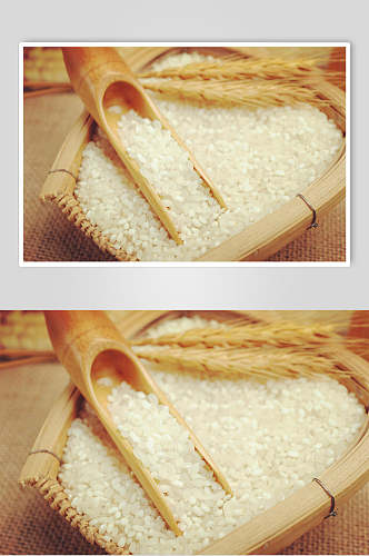 东北珍珠大米稻米图片