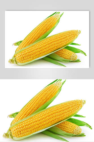 清新玉米棒玉米粒食品图片