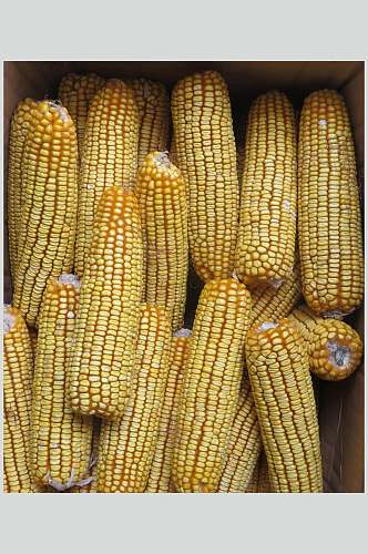 新鲜玉米棒玉米粒图片