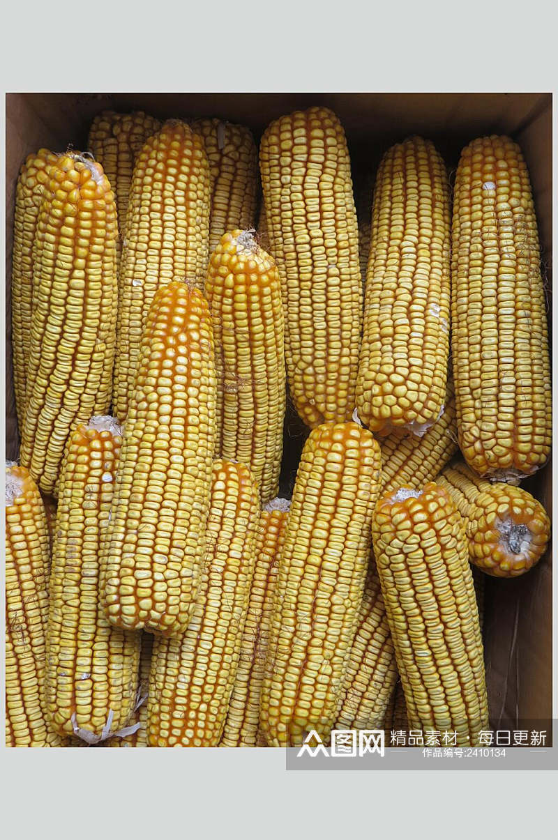 新鲜玉米棒玉米粒图片素材