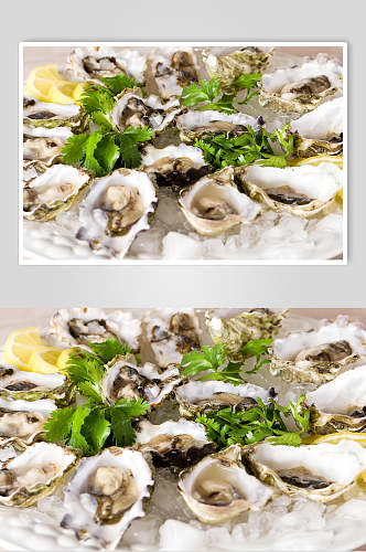 健康美味牡蛎蛤蜊生蚝图片