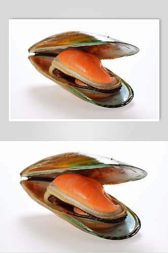 精选牡蛎蛤蜊生蚝食品图片