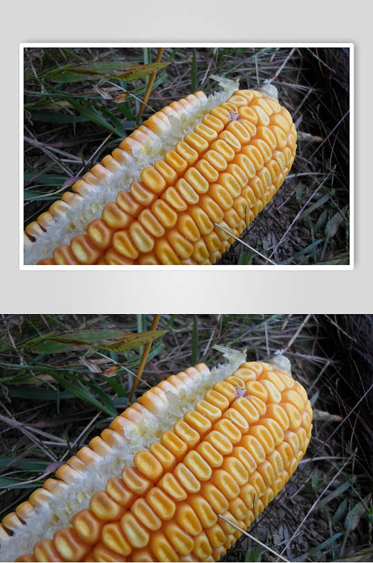 干枯玉米棒玉米粒图片