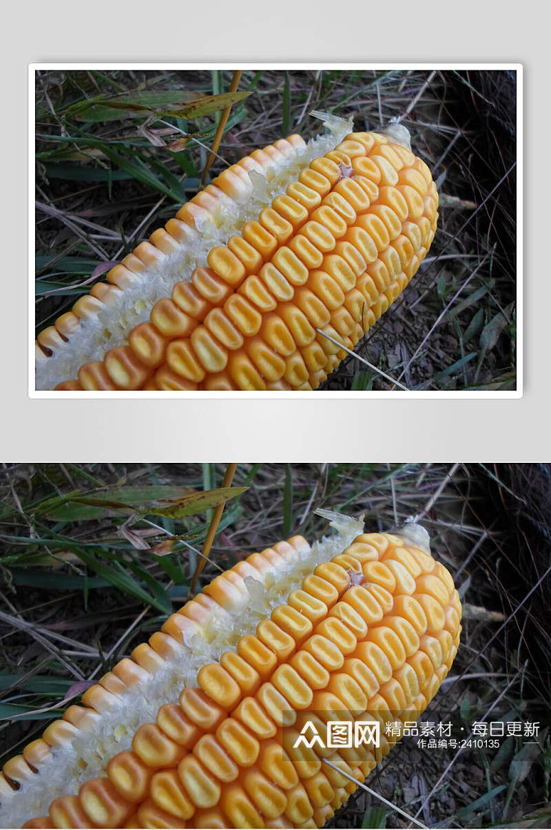 干枯玉米棒玉米粒图片素材