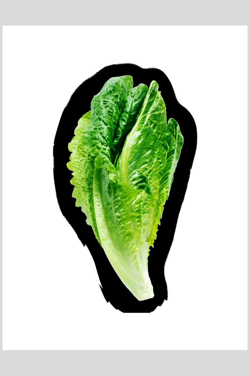 简约生菜蔬果素材素材