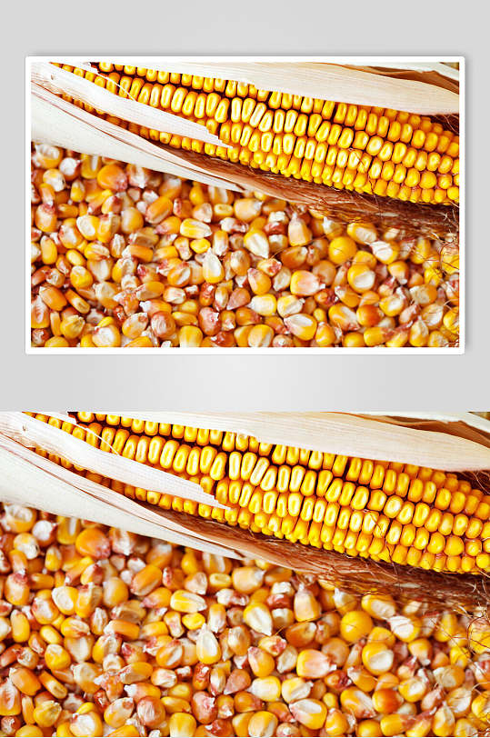 品质玉米棒玉米粒图片