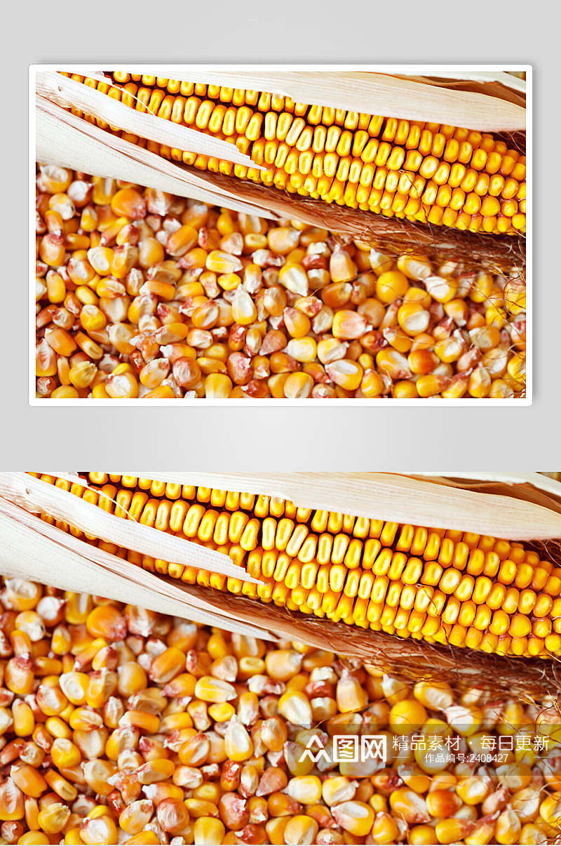 品质玉米棒玉米粒图片素材