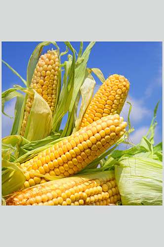 清新生态玉米棒玉米粒食品图片