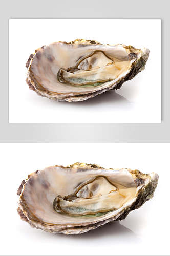 白底精选牡蛎蛤蜊生蚝食品图片