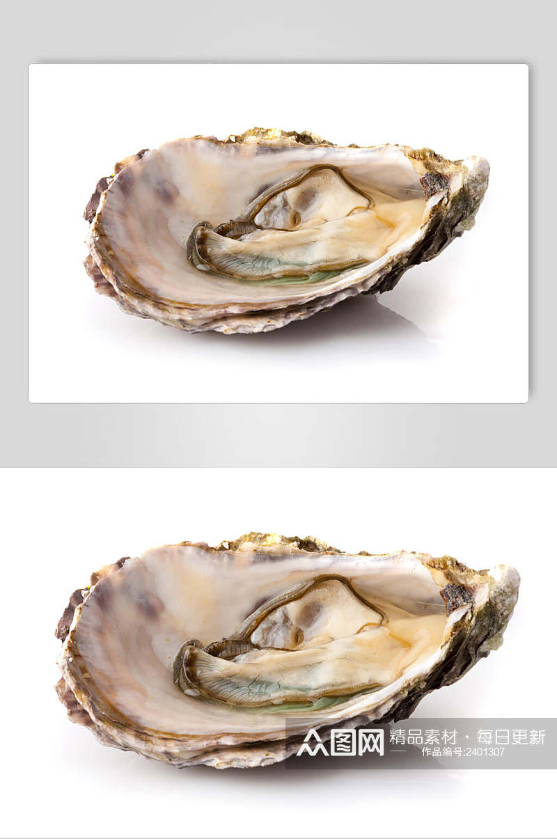 白底精选牡蛎蛤蜊生蚝食品图片素材