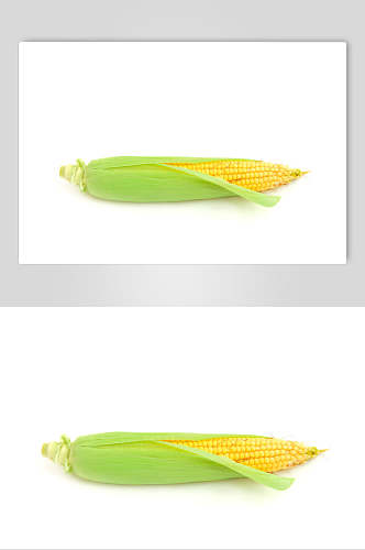 清新白底玉米棒玉米粒食品图片