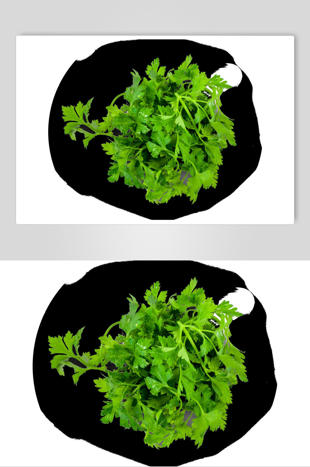 简约绿色香菜蔬果素材素材