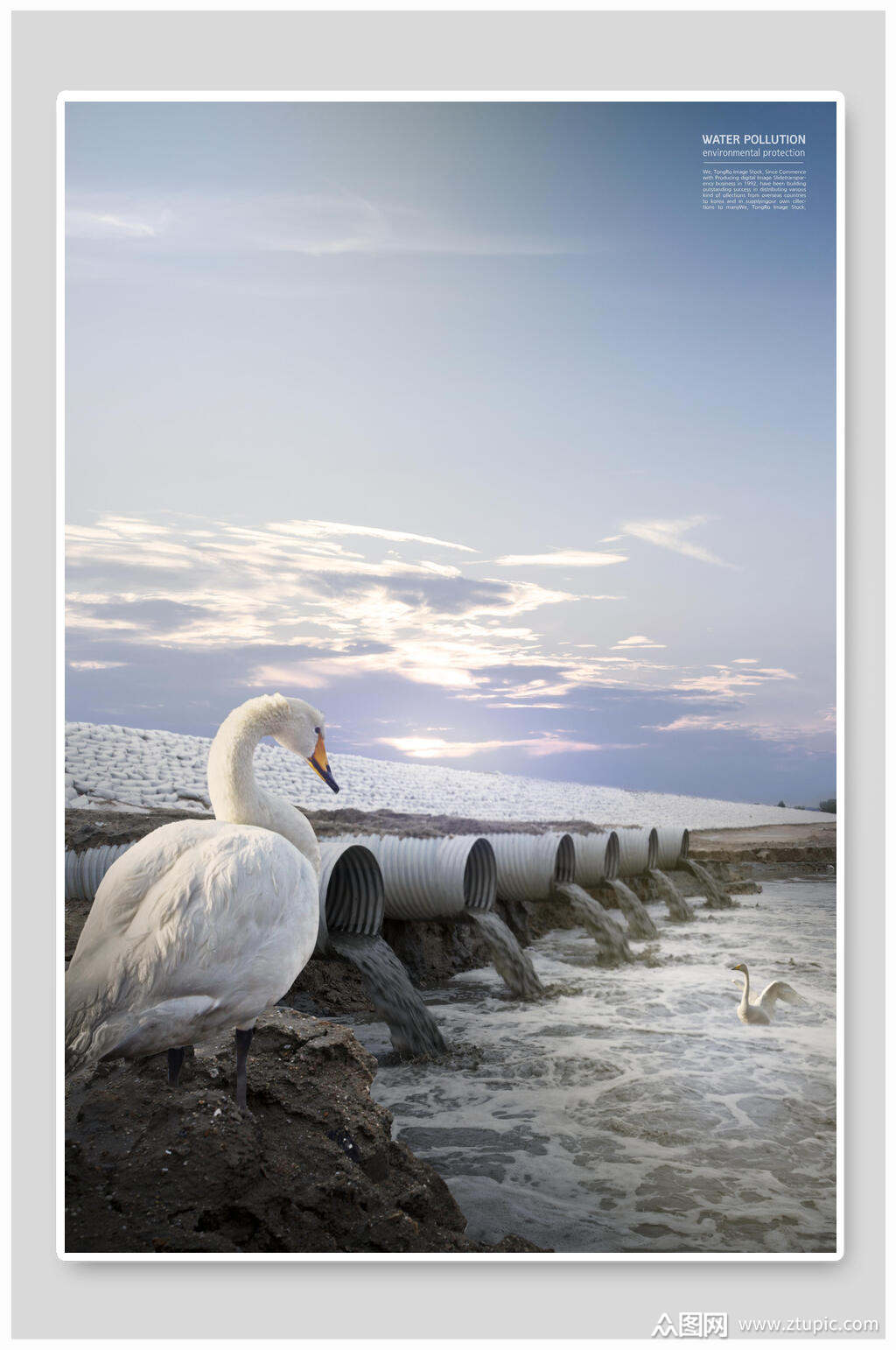 鹅污水动物保护海报背景