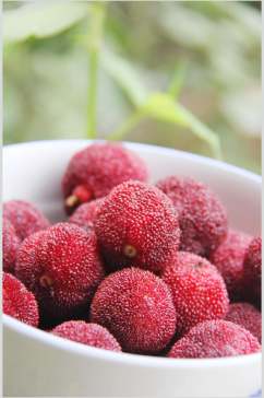 杨梅美食甜品水果摄影图