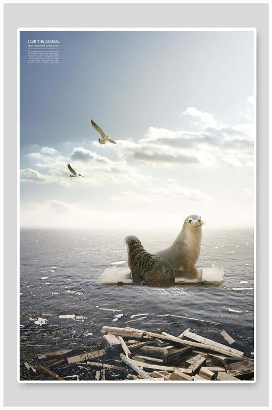 海豹动物保护海报背景
