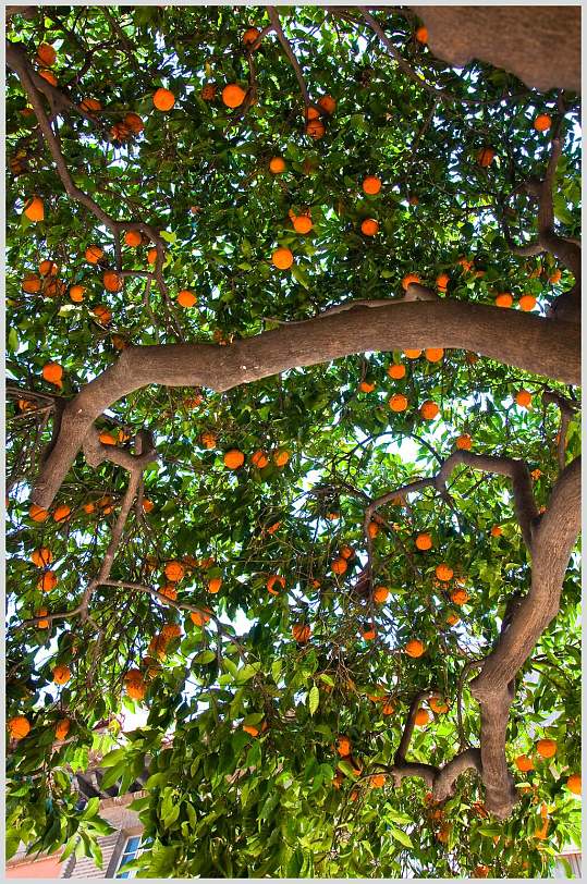 清新果树橘子图片