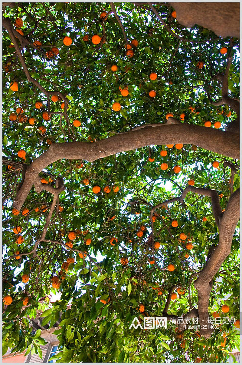 清新果树橘子图片素材