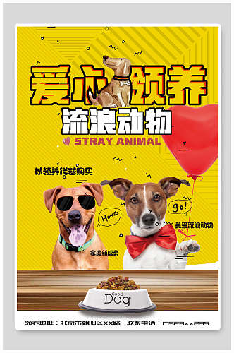 流浪动物宠物海报