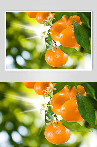 新鲜美味水果橘子图片