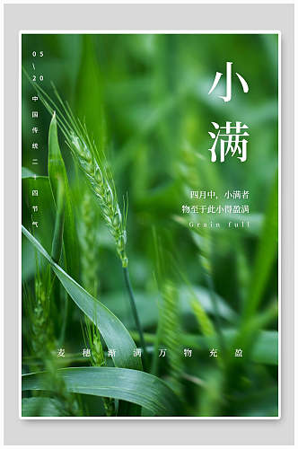 绿色麦穗小满中国节气宣传海报
