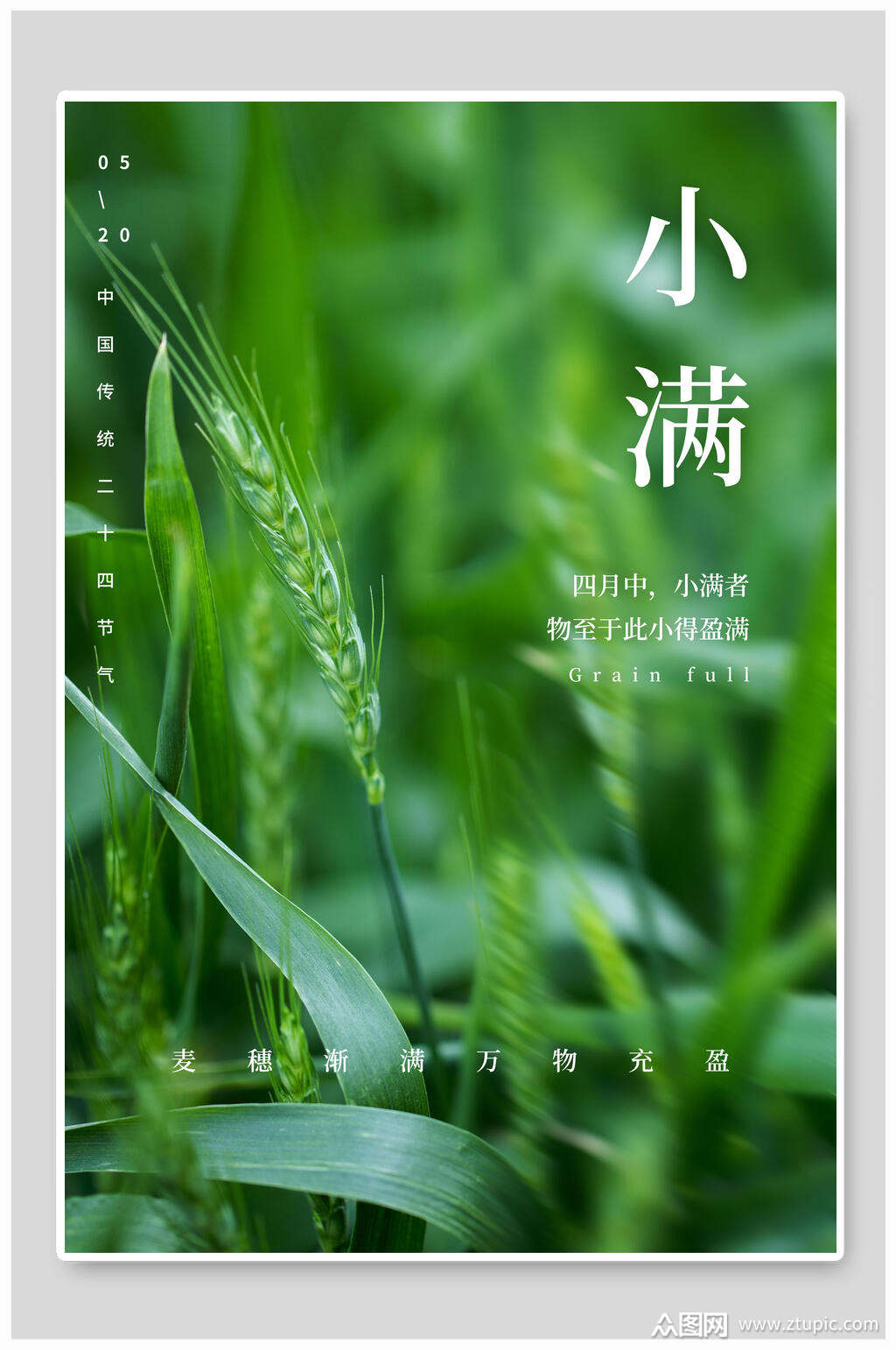绿色麦穗小满中国节气宣传海报