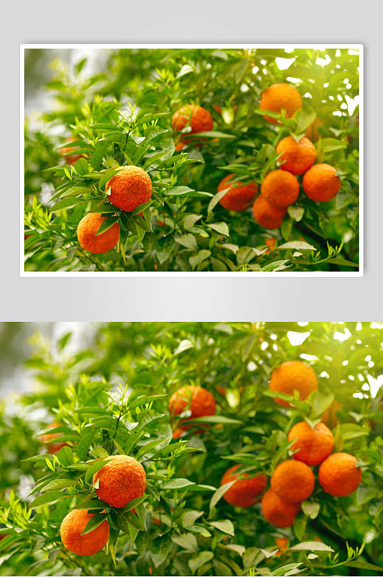 果园橘子食品图片