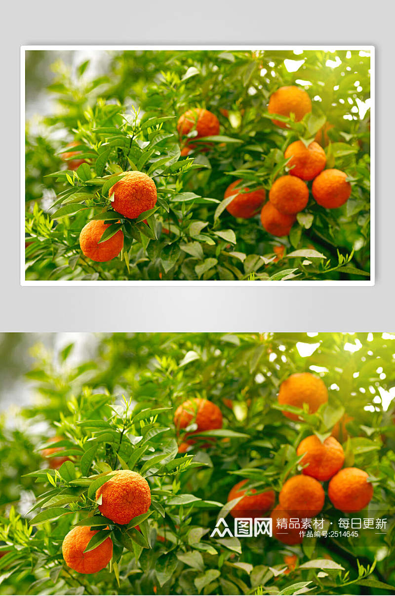 果园橘子食品图片素材