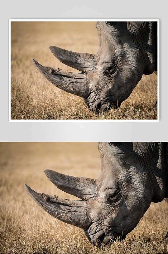 草坪犀牛动物摄影图